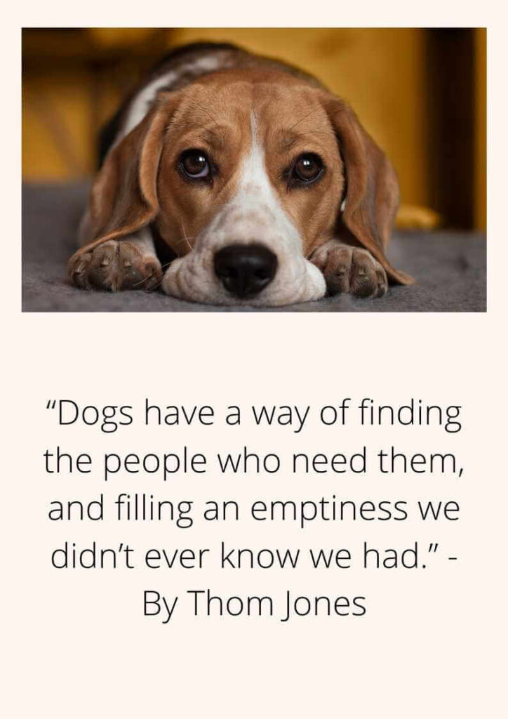 dog sympathy cardsdog poems and quotes